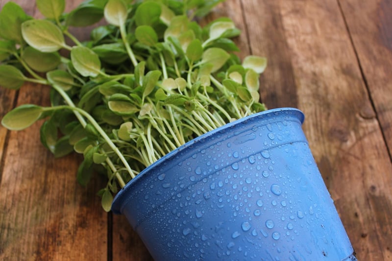 upcycled planters